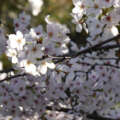 sakura2014 28032014 P1000521