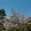 sakura2014 une 29032014 7V0B0388