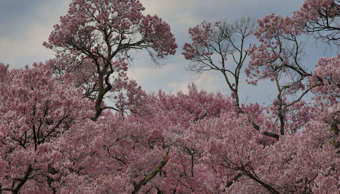 Takato Sakura