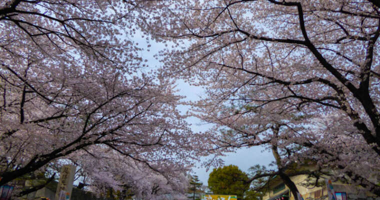 Cailloux, joujoux, Gifu !